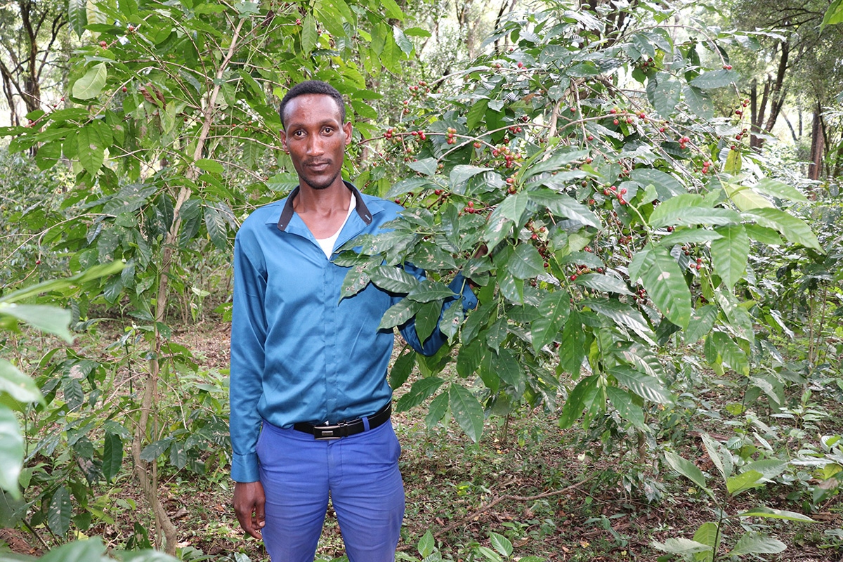 Ethiopia’s Forest Coffee guide unburies country’s hidden coffee